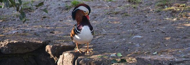 Ménagerie du Jardin des Plantes : Le Canard Mandarin