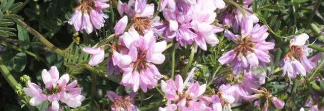 Coronilla varia - coronille bigarrée