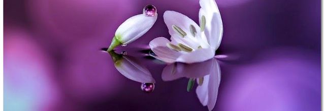 La pensée du jour (243)