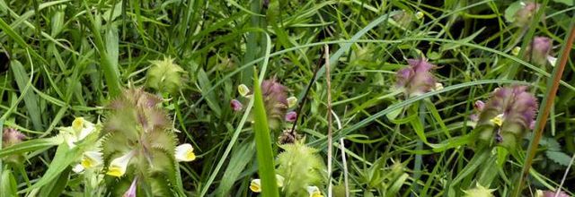 Melampyrum cristatum  -  mélampyre en crête