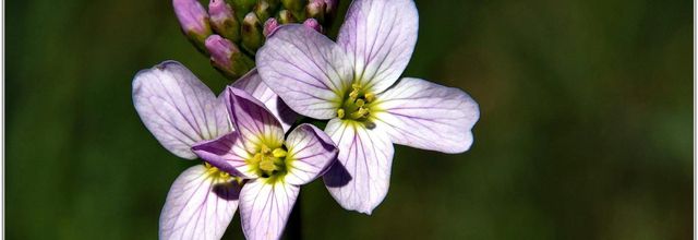 Cardamine des Prés (3) - Cardamine pratensis