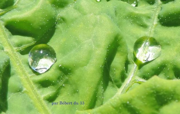 des gouttes d'eau sur mes épinards