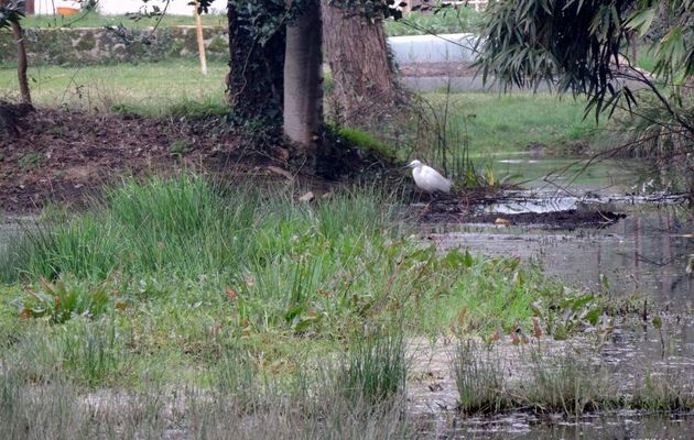 une aigrette au zoom !