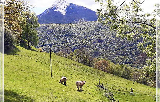 2 mai : le Cagire a retrouvé son blanc bonnet hivernal (Smartphone) - Milhas - 31