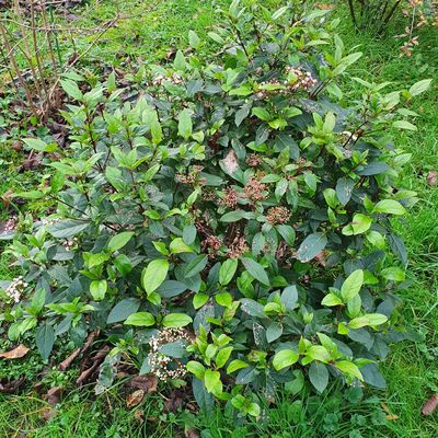 les arbustes en hiver : le laurier tin