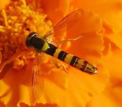 Sphaerophoria scripta, le syrphe porte-plume