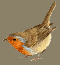 Comptage des oiseaux en vue !