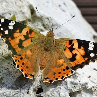 "Papillonade"