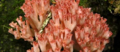 LE RAMARIA BOTRYTIS…