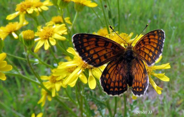 un papillon sur les fleurs 