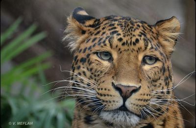 La Ménagerie, Zoo du Jardin des Plantes : Panthère de Chine du Nord