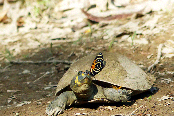 Animation gif : la tortue de l'Amazone à taches jaunes reçoit des visites : guêpe et Papillon BD ou Cynosura Quatre-vingt-huit - Inkaterra Hacienda Concepcion - Puerto Maldonado - Pérou