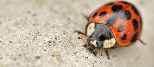La coccinelle asiatique devenue ennemie