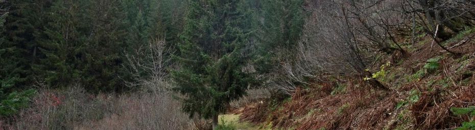 Solitaire au lac des Cornaches