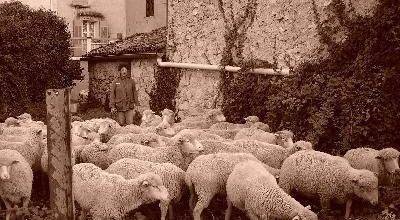 Les moutons 2
