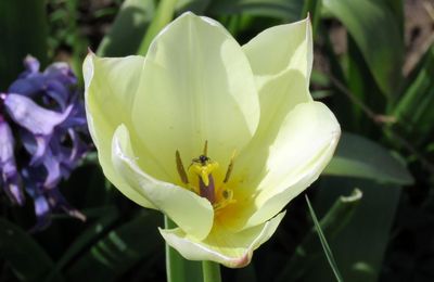 Fleurs du jardin en Mars