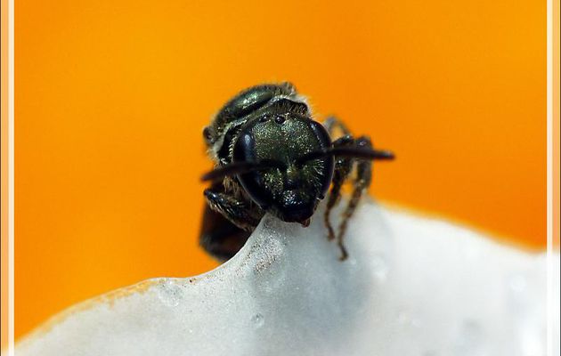 Minuscule Abeille solitaire Andrène ? - Lartigau - Milhas - 31