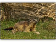 Marmotte en "grattouillage"