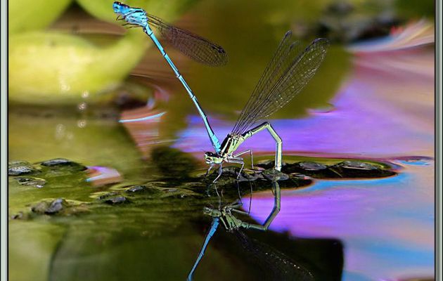 Couple d'Agrions jouvencelles (Coenagrion puella) pondant dans mon bassin à poissons - Lartigau - Milhas - 31