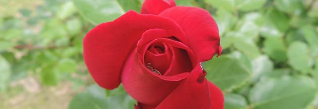 ma rose rouge et ...