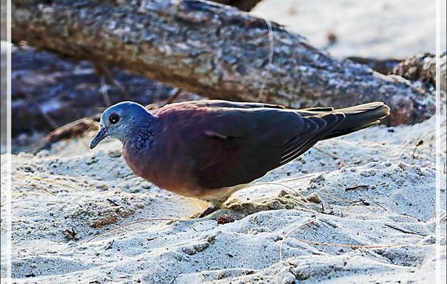 Pigeon de Madagascar, Malagasy Turtle Dove (Nesoenas picturatus) - Nosy Tsarabanjina - Mitsio - Madagascar
