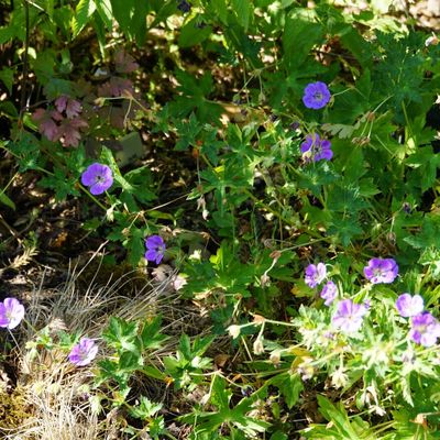 Geranium Rozanne
