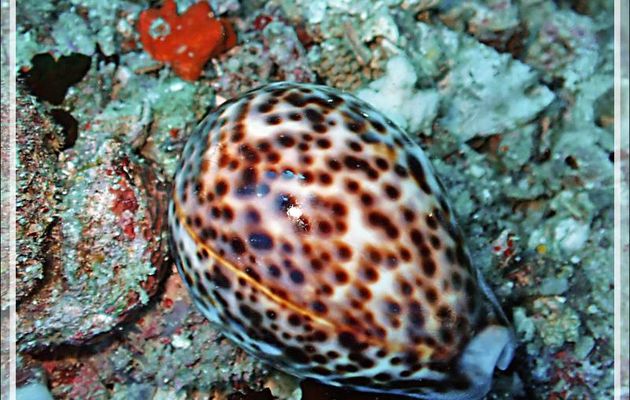 Porcelaine tigre ou coquille ravauder, Tiger cowry (Cypraea tigris) - Baleine - Tsarabanjina - Mitsio - Madagascar