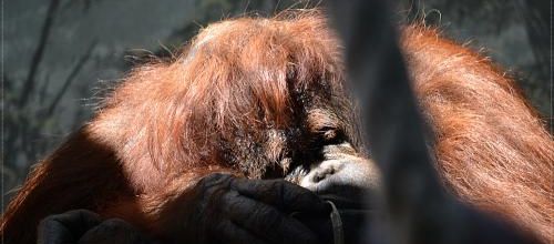 Jardin des Plantes de Paris : Des nouvelles de Nénette, star de la Ménagerie
