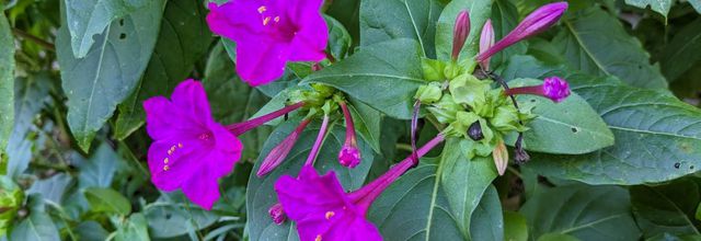 photos plaisir dans le jardin