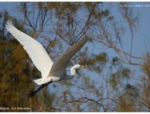 Grande Aigrette