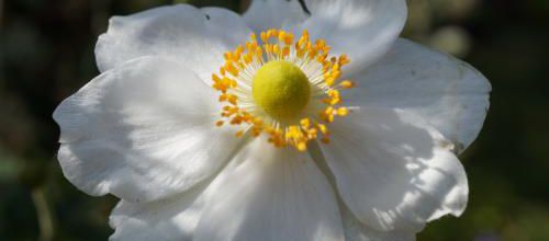 un peu de jaune dans notre automne