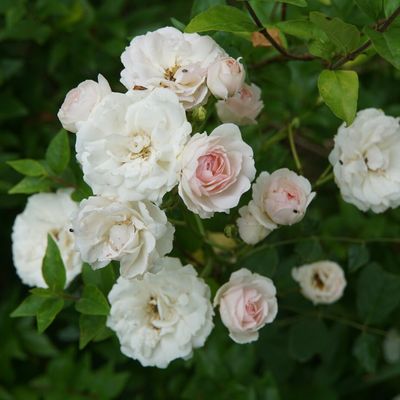 Un jour, une rose : 'Marie Jeanne'