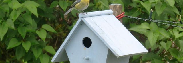 une mésange qui ...