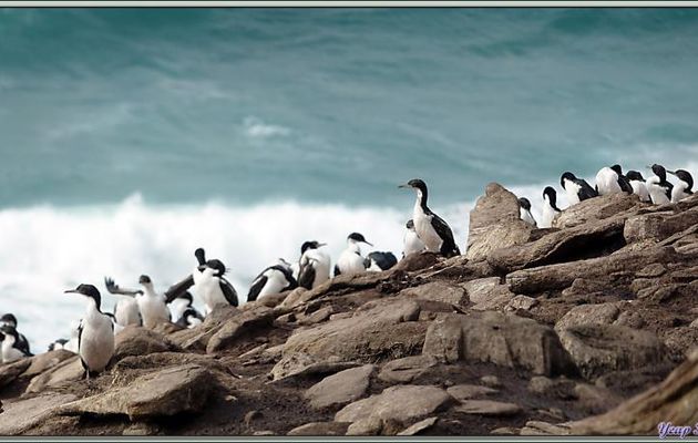 Colonie de Cormorans impériaux, Imperial Shag (Leucocarbo atriceps) - The Neck (Le Détroit) - Saunders Island - Falkland (Malvinas, Malouines) - Grande-Bretagne