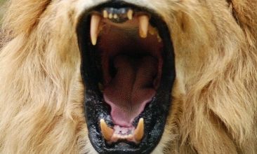 Le lion et sa symbolique