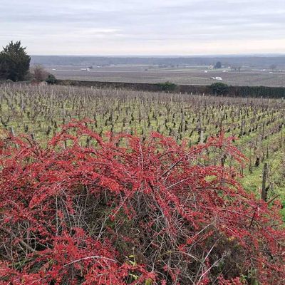 "Au-dessus des vignes" - Mercredi 10 décembre 2025