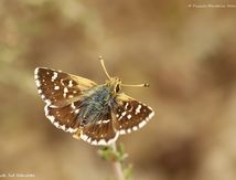Hespérie de la Sanguisorbe - Spialia sertorius  - Hesperiidae