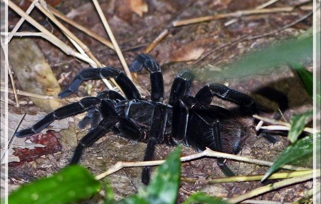 Enorme araignée mygale - Inkaterra Hacienda Concepcion - Puerto Maldonado - Pérou