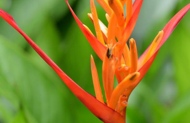 MARTINIQUE AOUT 2017 FLEURS ET FRUITS (Oiseaux du Paradis)
