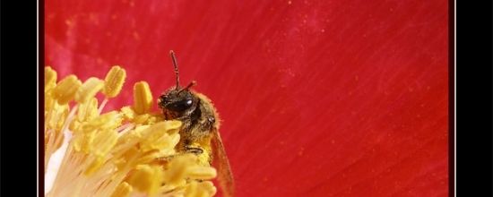 L'abeille et sa symbolique