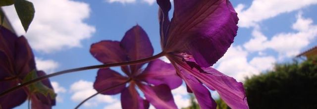 Un tour au jardin..