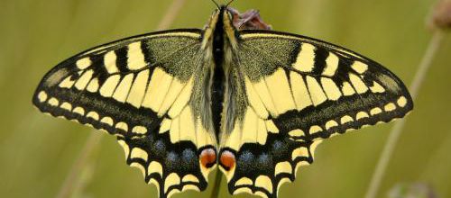 Le majestueux Machaon