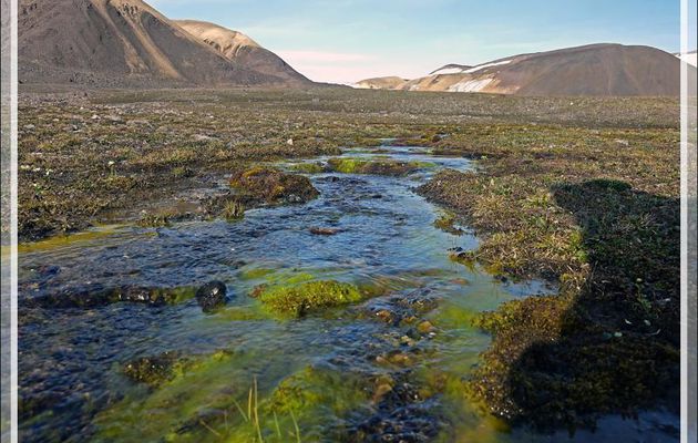 Ruisseau et mousses colorées dans la toundra - Craig Harbour - Ellesmere Island - Nunavut - Canada