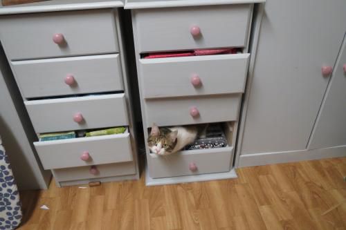 coucou