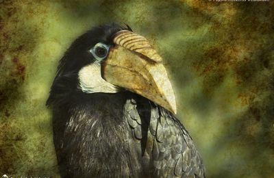 Calao papou ♀