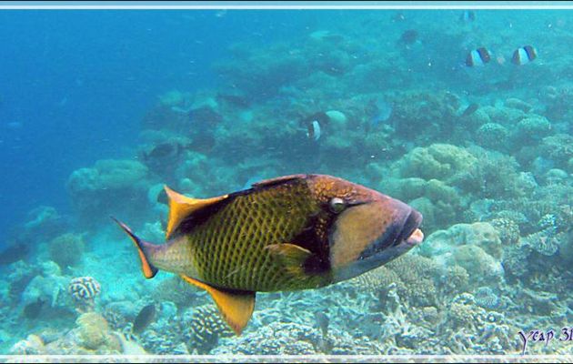 Baliste à moustache ou titan, Giant trigger-fish (Balistoides viridescens) - Snorkeling à Thudufushi - Atoll d'Ari - Maldives