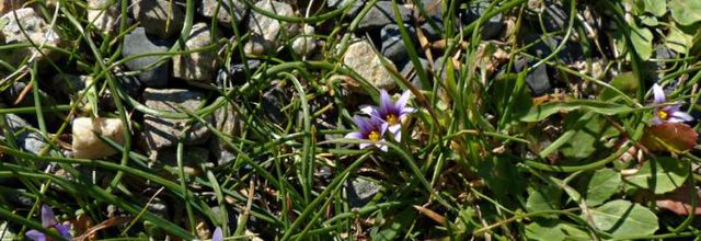 Romulea ramiflora   -   romulée ramifiée