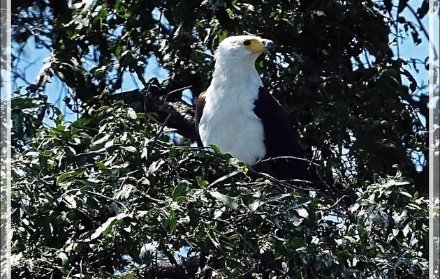 Pygargue vocifère ou Aigle pêcheur, African Fish Eagle (Haliaeetus vocifer) - Safari nautique - Parc National de Chobe - Botswana