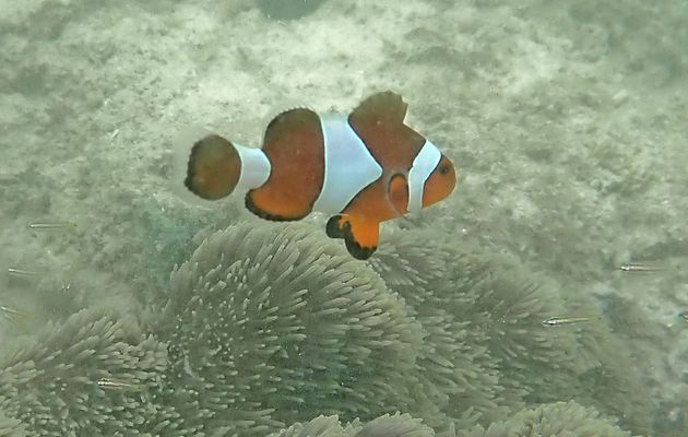 28 septembre 2022 : snorkeling à Triton Bay - Papua Barat - Papouasie - Indonésie