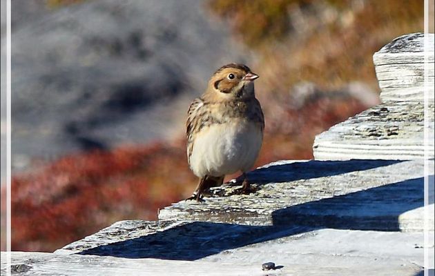 Bruant lapon, Lapland Longspur (Calcarius lapponicus) - Ilulissat - Groenland